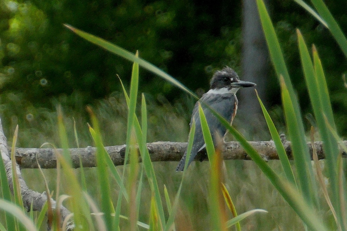 Belted Kingfisher - ML479783301