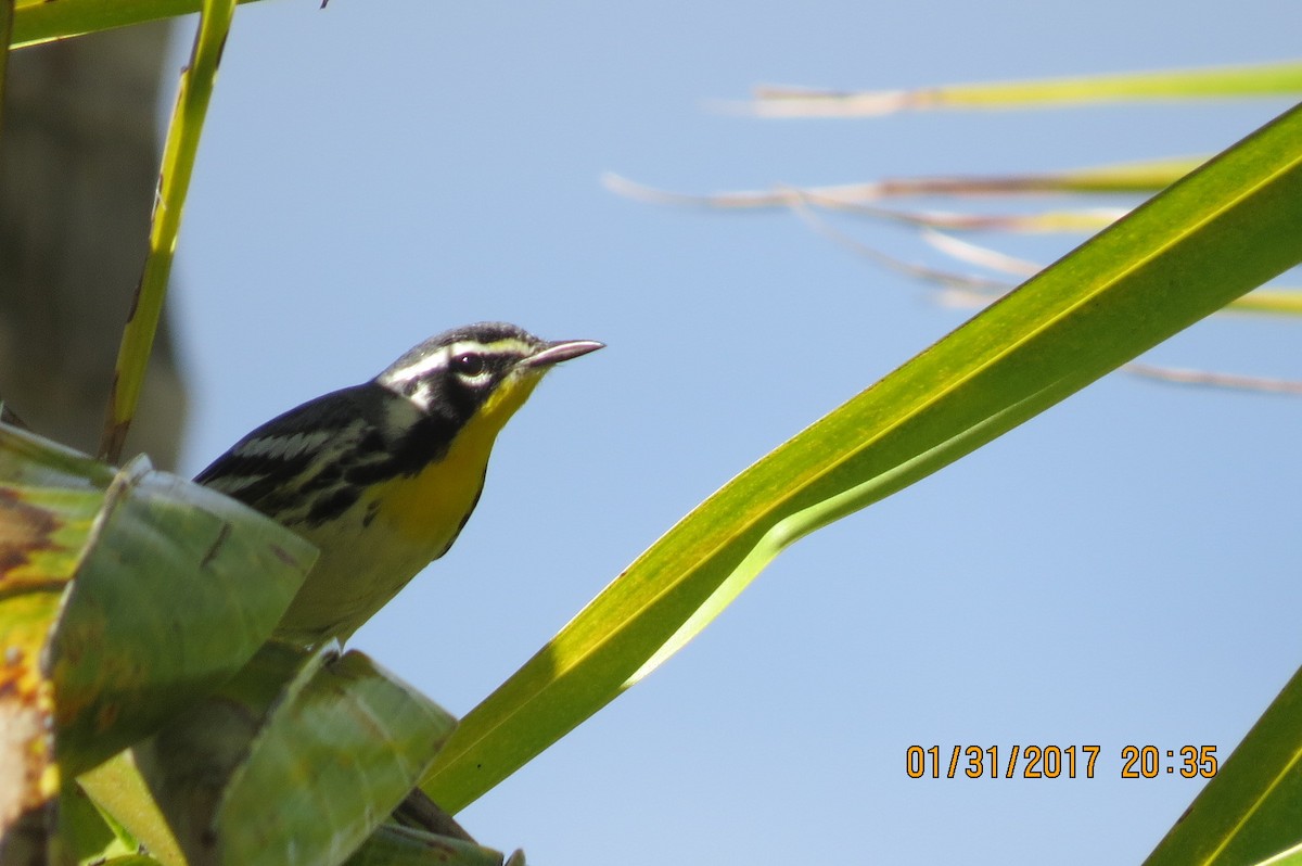 Yellow-throated Warbler - Dave Linehan