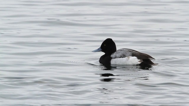 Greater/Lesser Scaup - ML479798