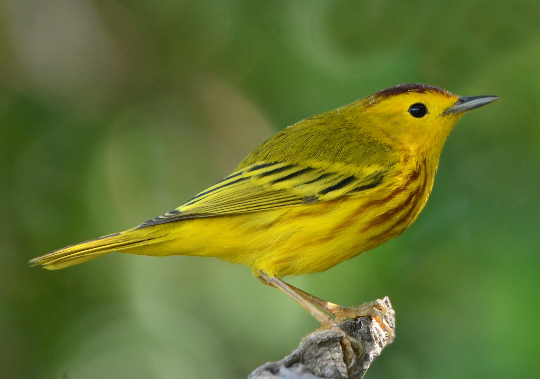 Yellow Warbler (Golden) - eBird