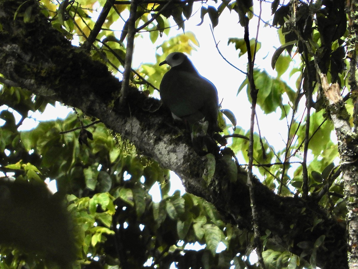 White-bellied Imperial-Pigeon - Catherine McFadden