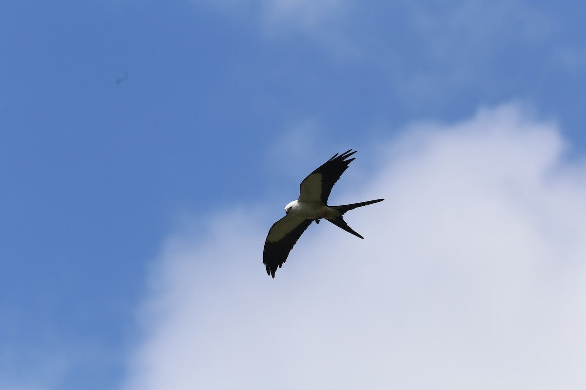 Swallow-tailed Kite - ML479807731