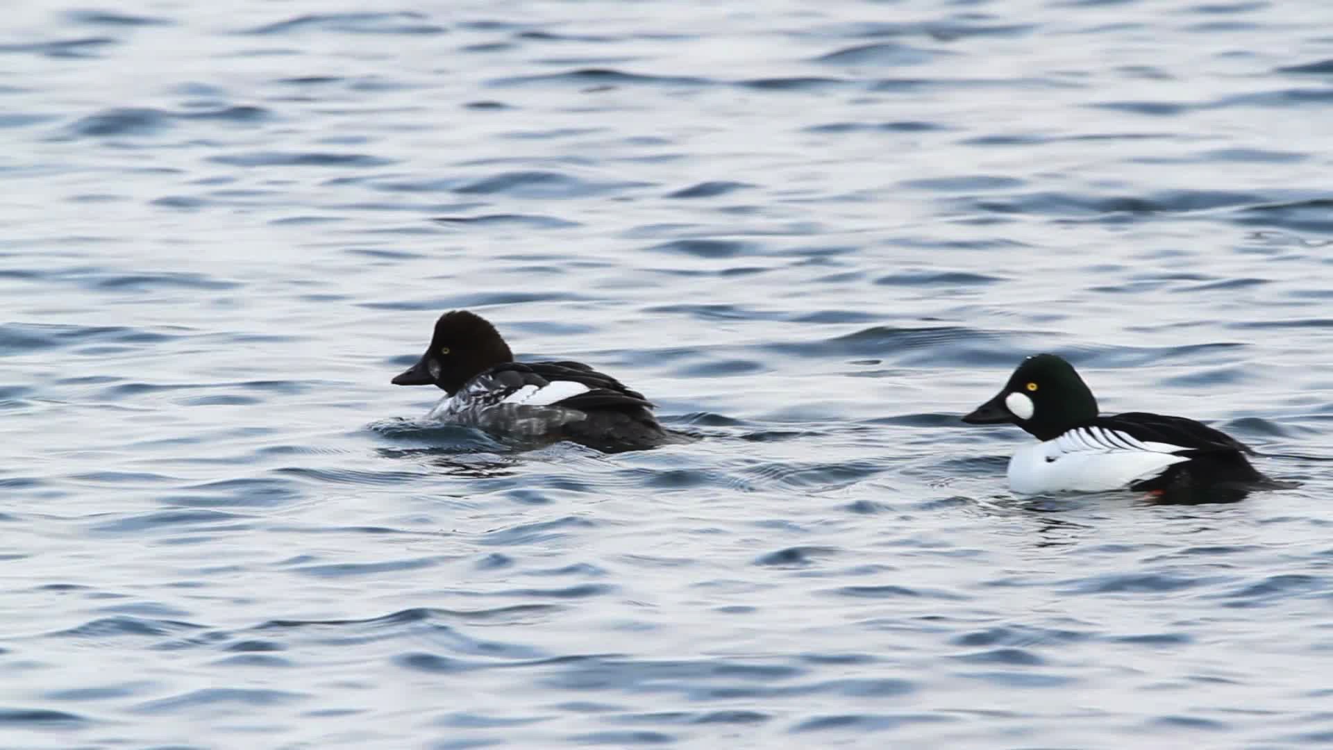 Common Goldeneye — Eastside Audubon Society