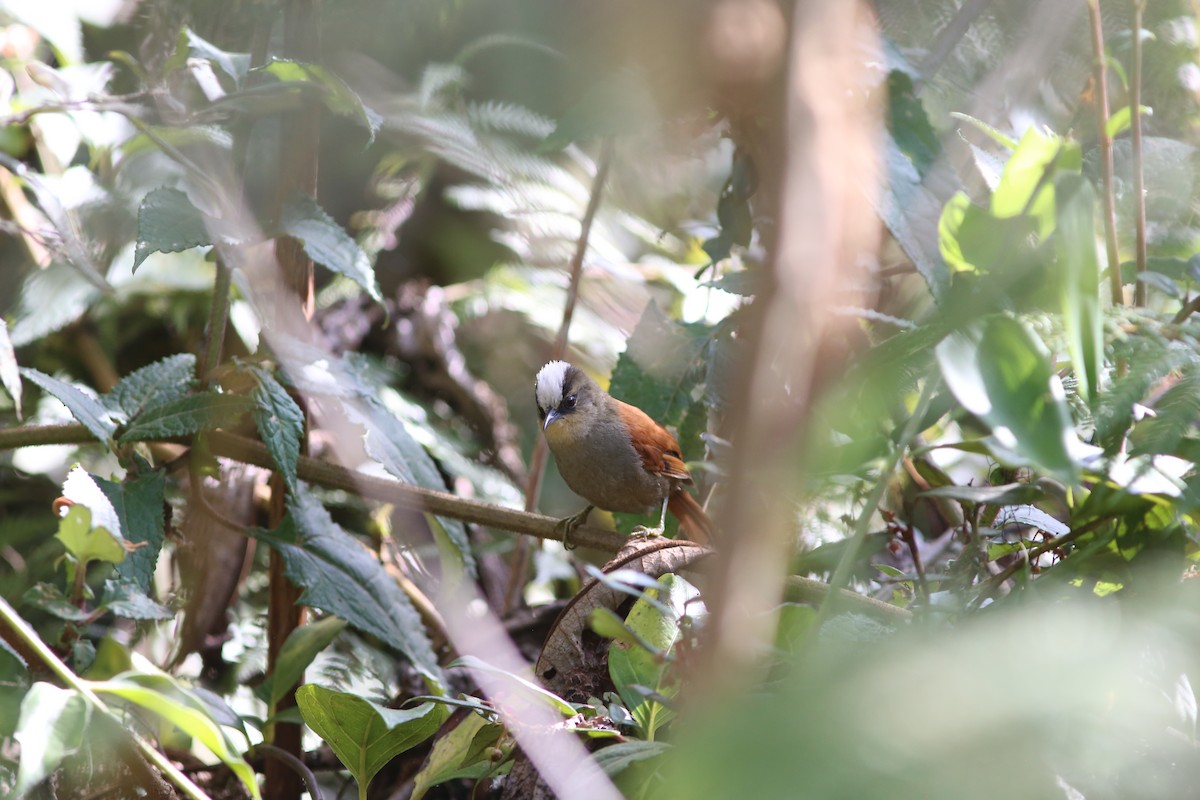Marcapata Spinetail (Pale-crowned) - ML479811791