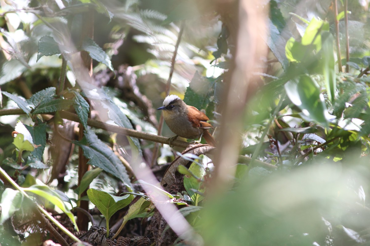 Marcapata Spinetail (Pale-crowned) - ML479811801