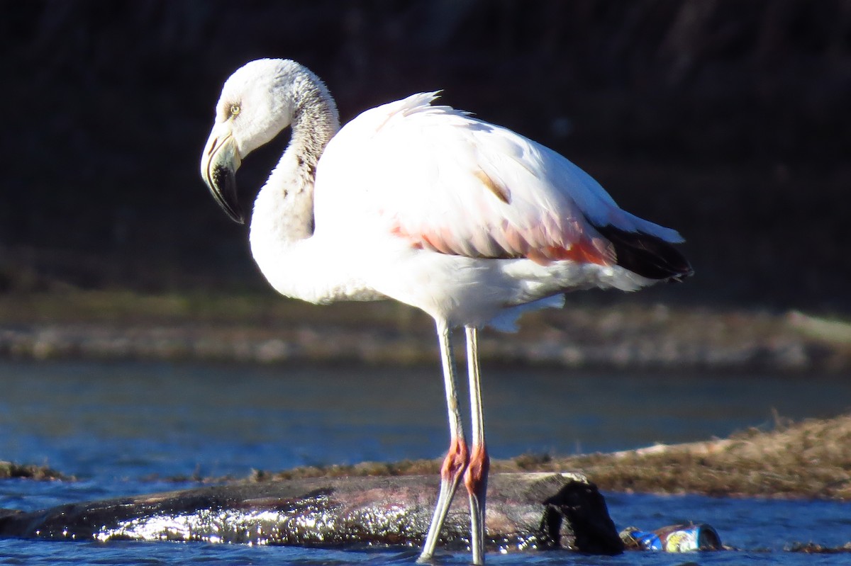 Chilean Flamingo - ML479813851