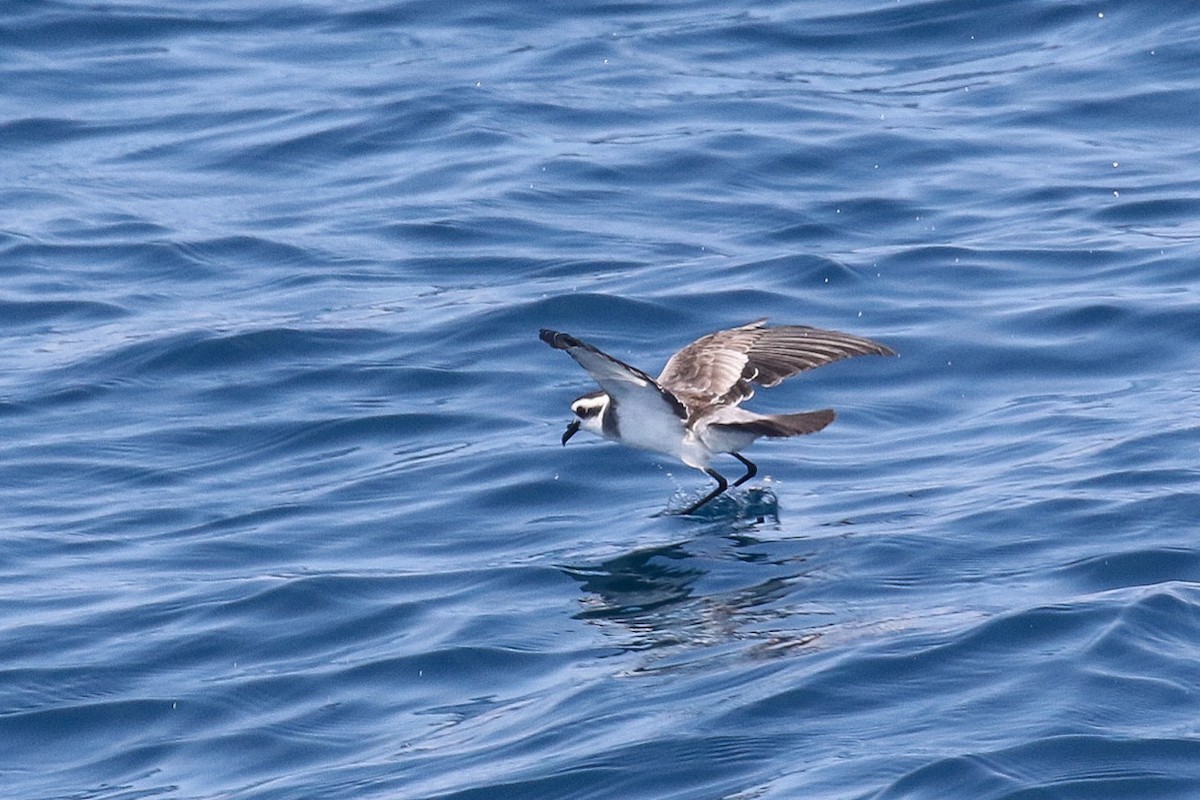 White-faced Storm-Petrel - ML479817791