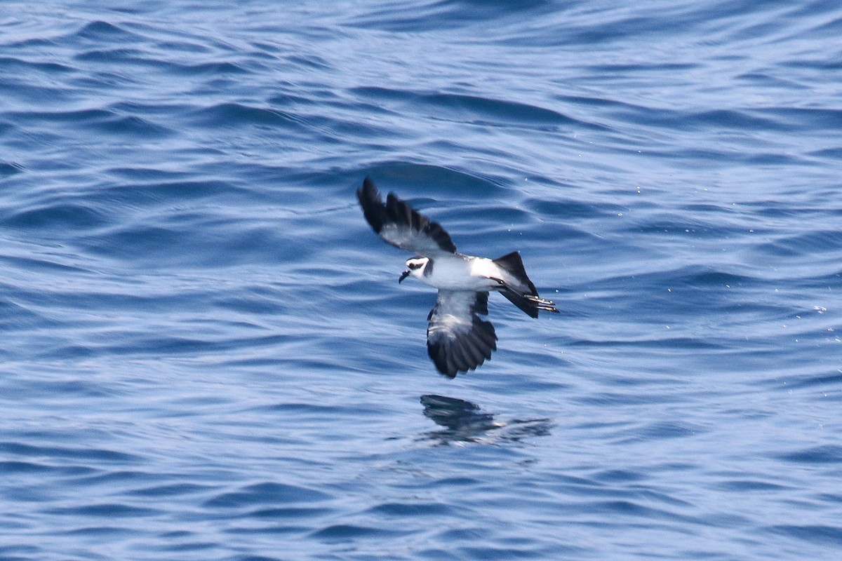 White-faced Storm-Petrel - ML479817801