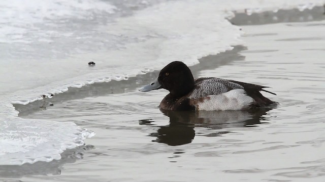 Greater/Lesser Scaup - ML479819