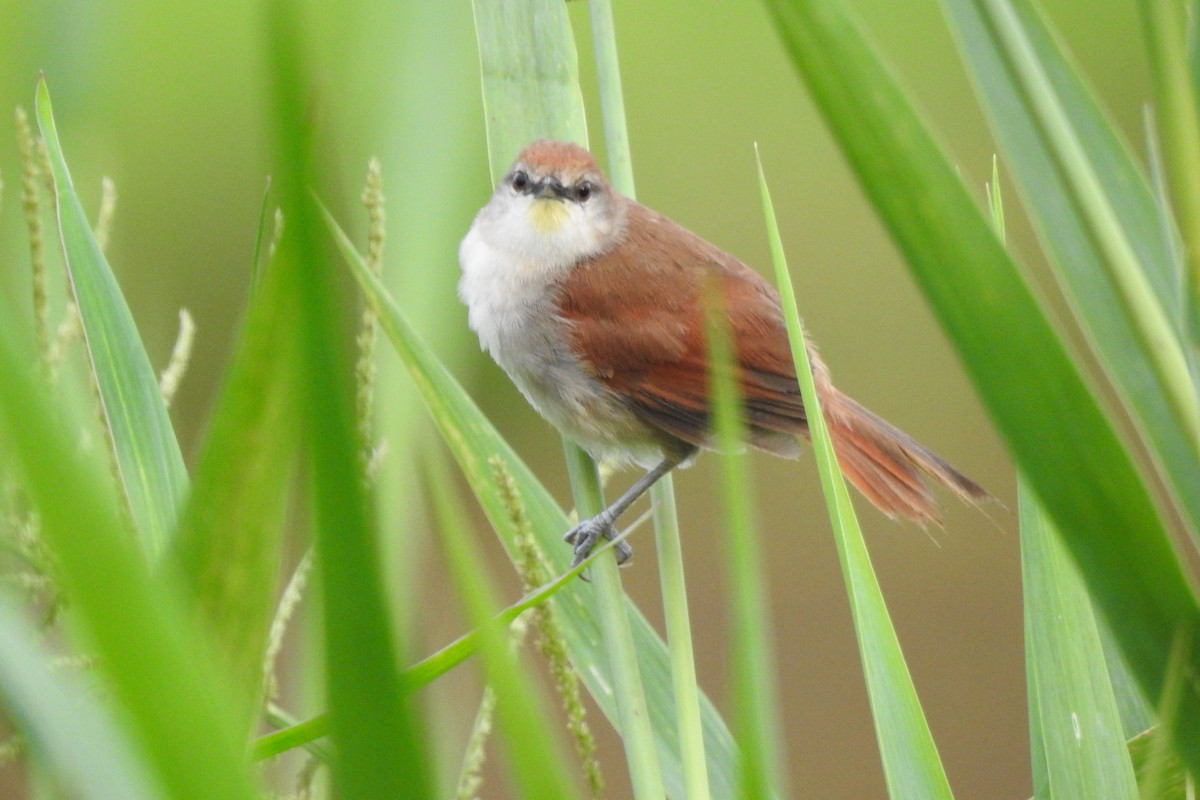 Yellow-chinned Spinetail - ML479819971