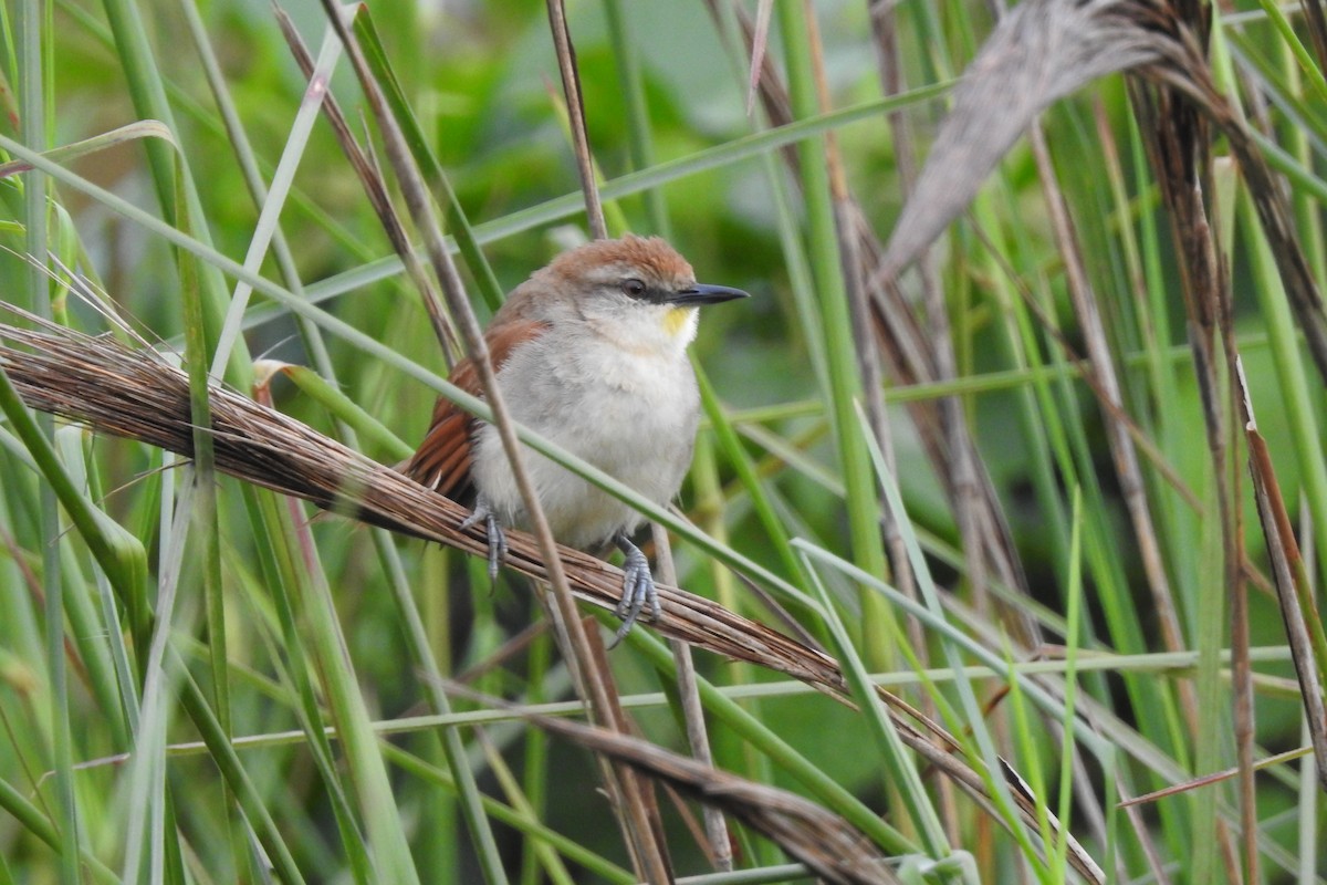 Yellow-chinned Spinetail - ML479819981