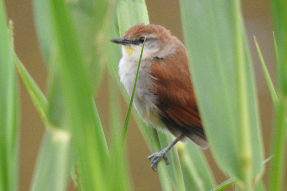 Yellow-chinned Spinetail - ML479819991