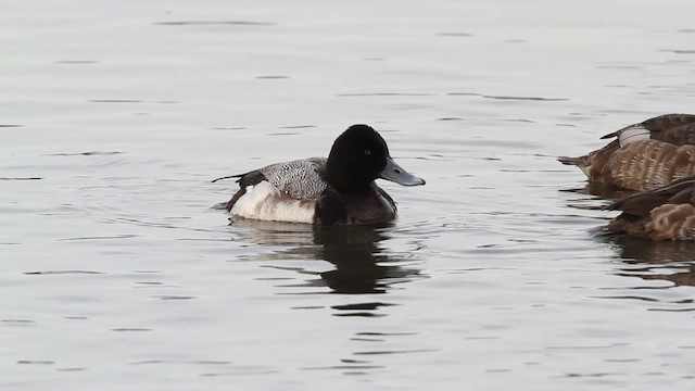 Greater/Lesser Scaup - ML479820