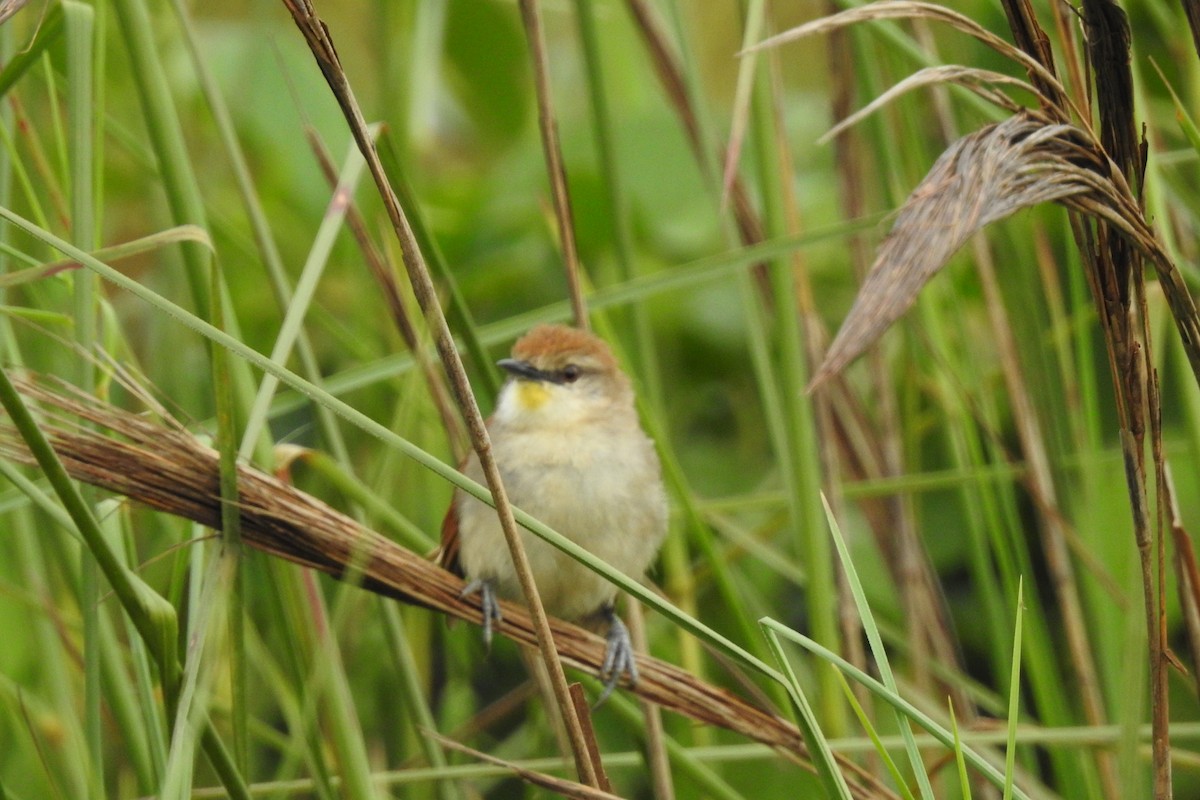 Yellow-chinned Spinetail - ML479820001