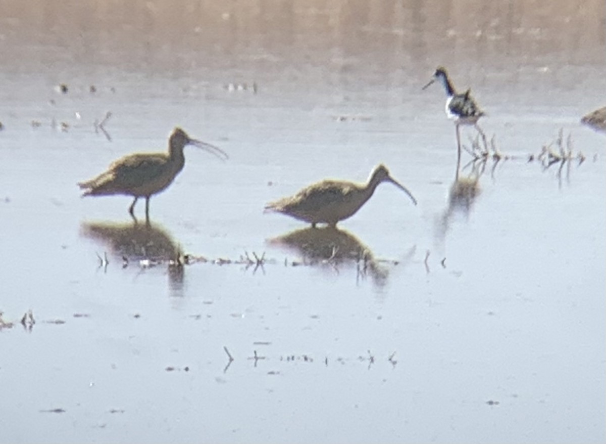 eBird Checklist 30 Aug 2022 Higley and Ocotillo Rds. ponds 26 species