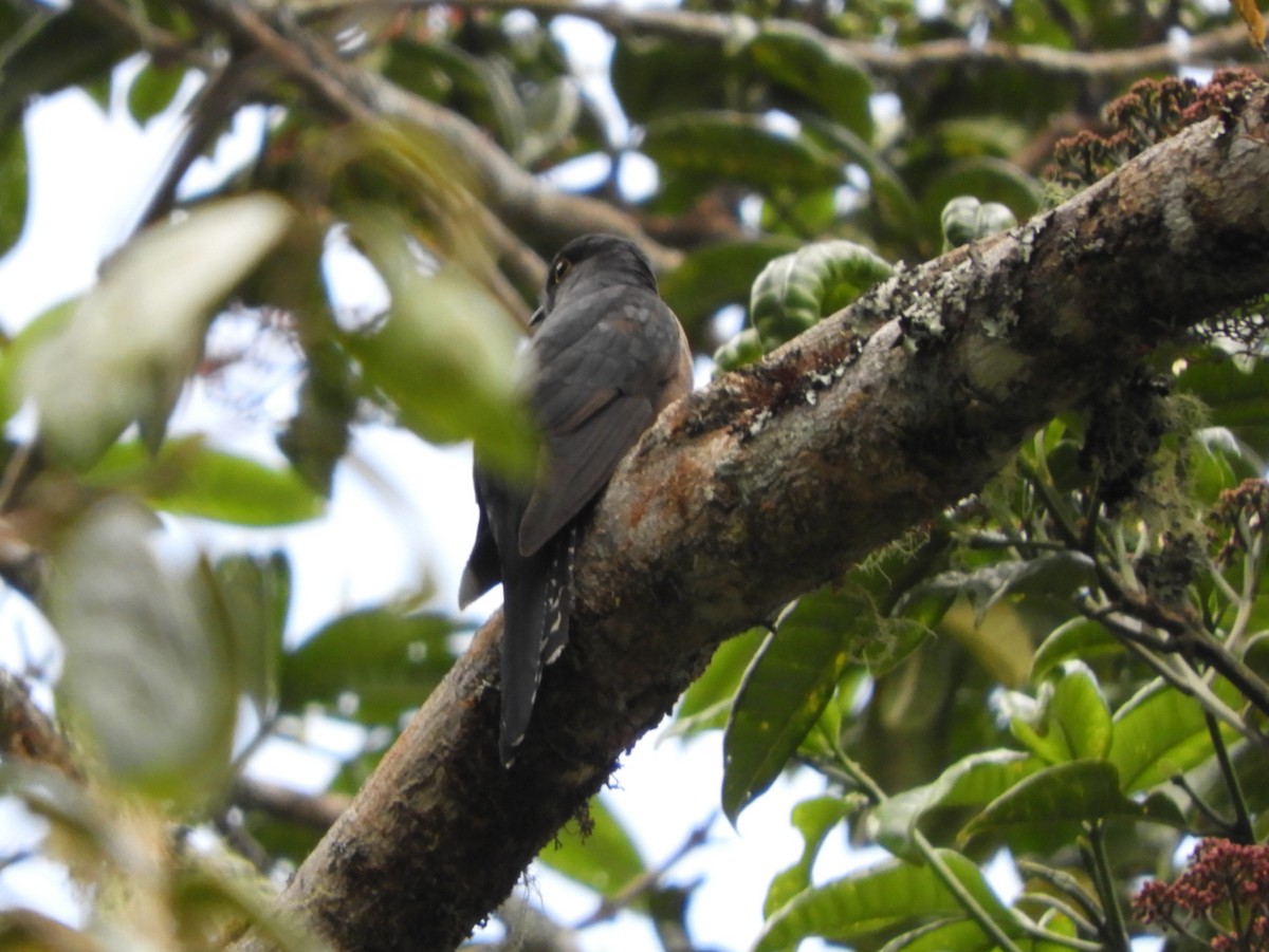 Fan-tailed Cuckoo - ML479822381