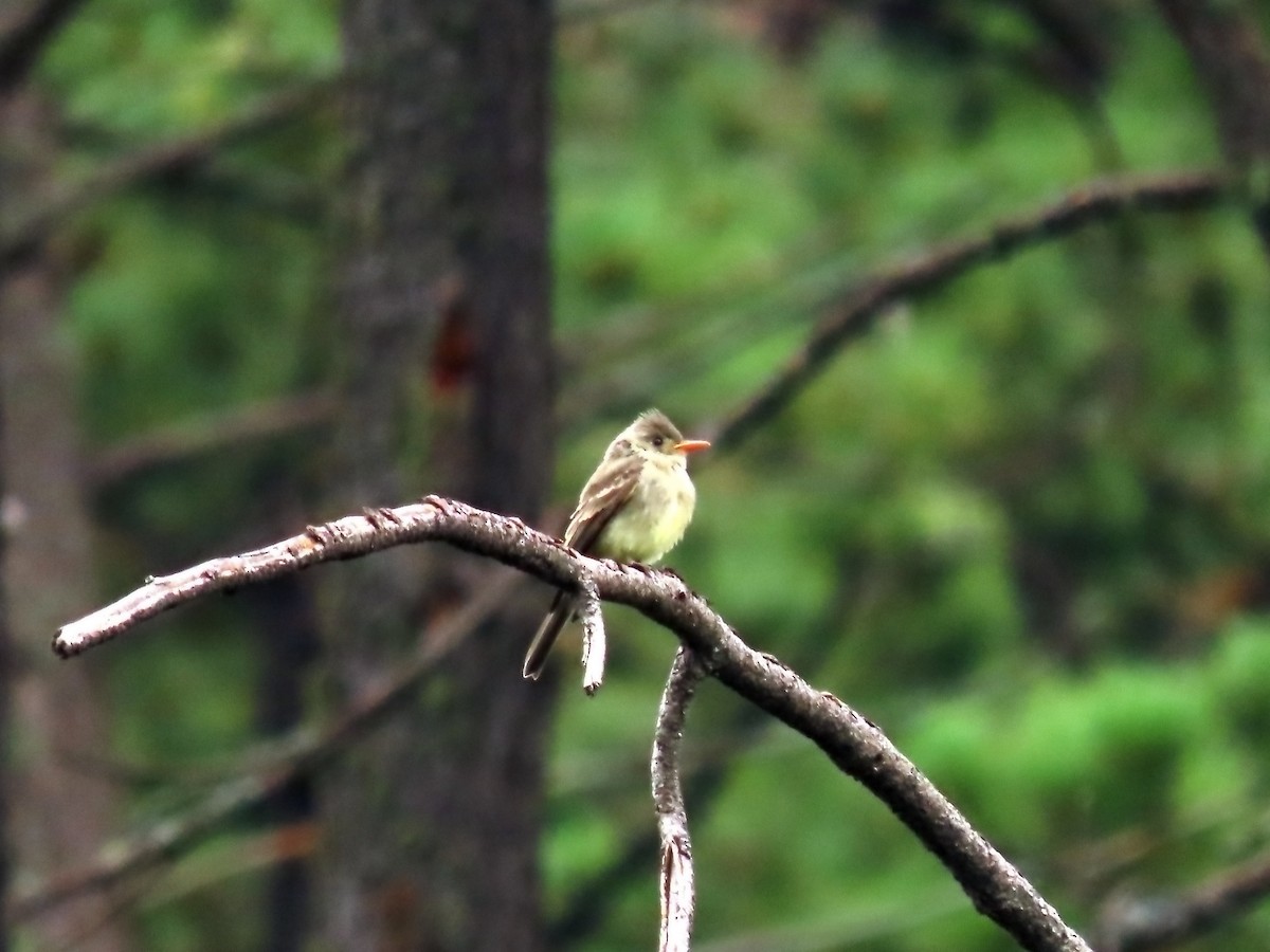 Greater Pewee - ML479823541