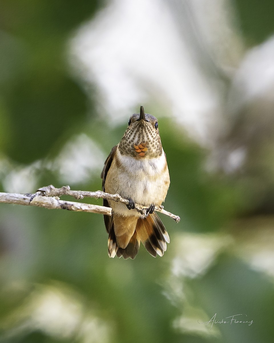 Allen's Hummingbird - ML479825791