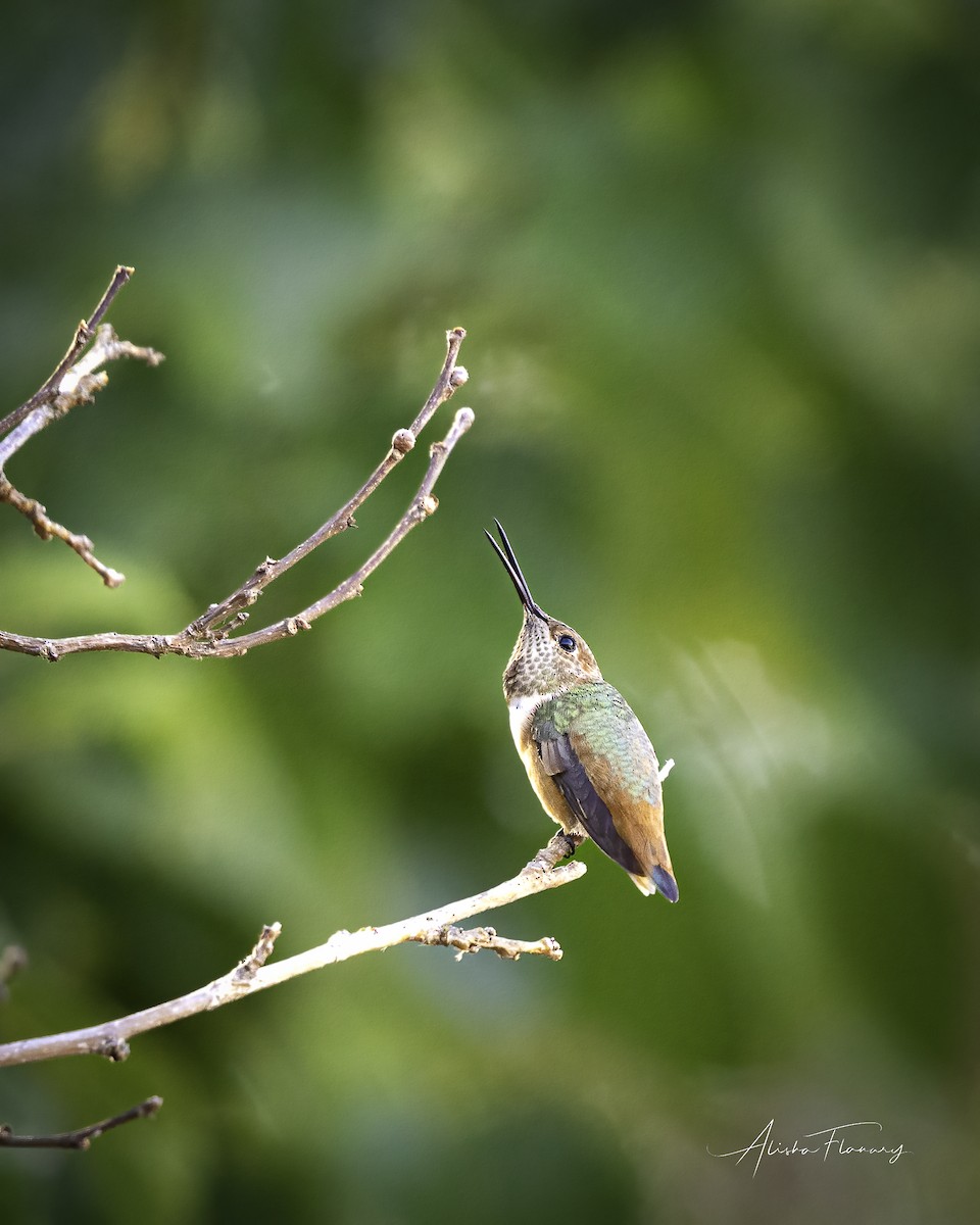 Allen's Hummingbird - ML479825861