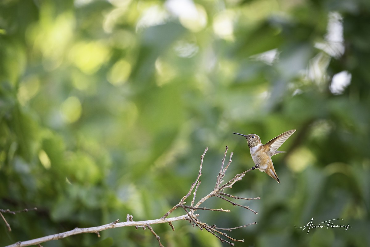 Allen's Hummingbird - ML479825911