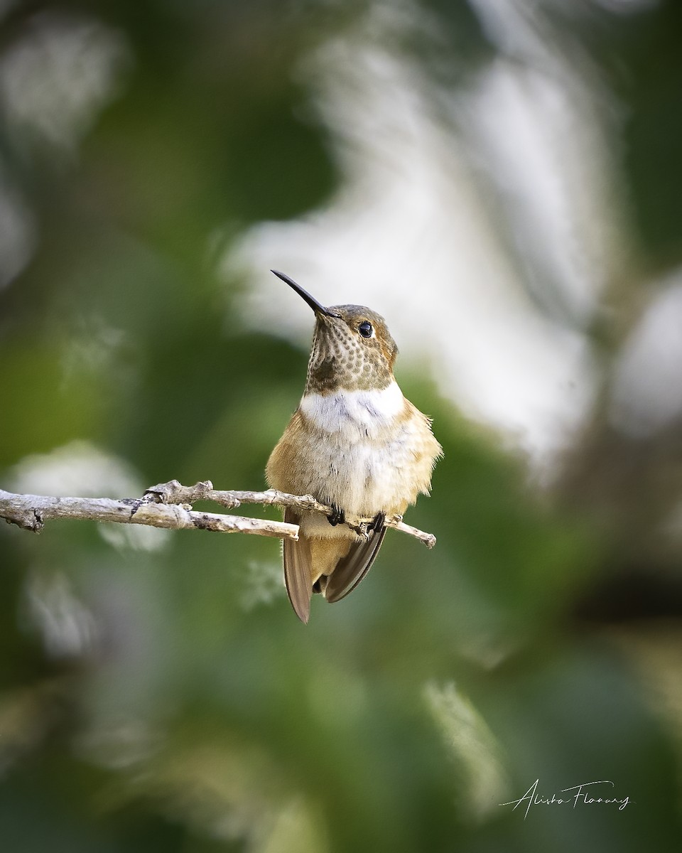 Allen's Hummingbird - ML479826031