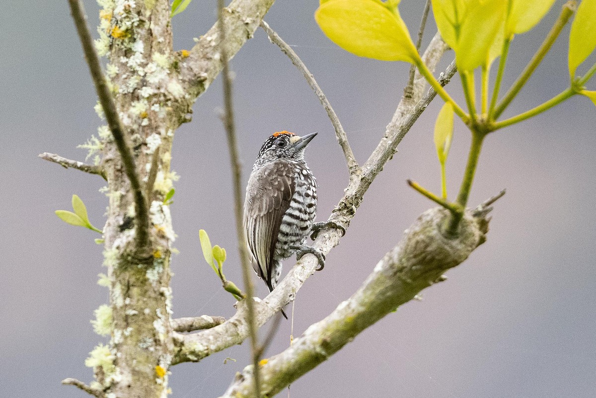Speckle-chested Piculet - ML479827971