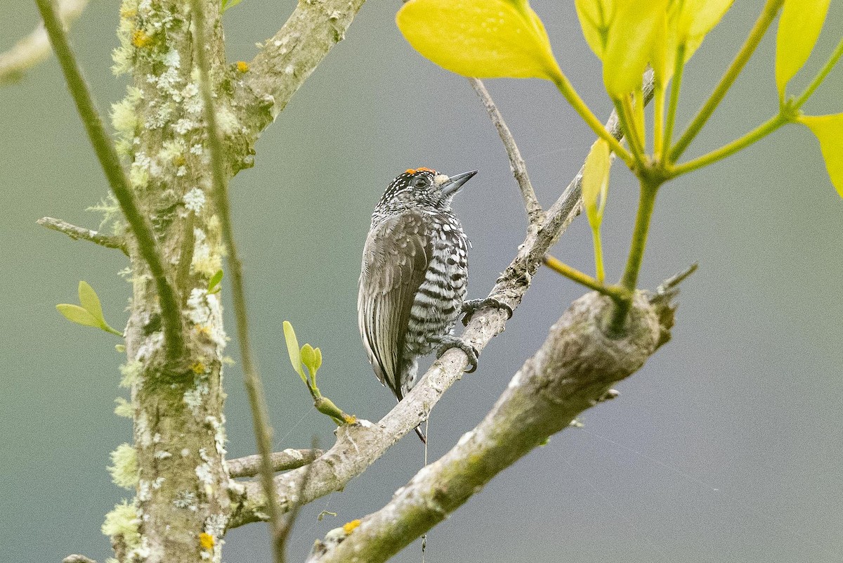 Speckle-chested Piculet - ML479828161