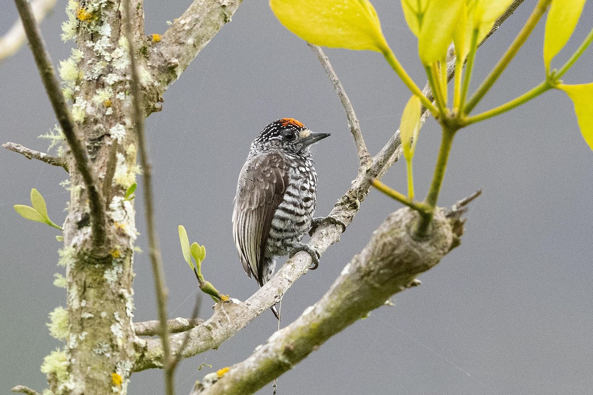 Speckle-chested Piculet - ML479828241