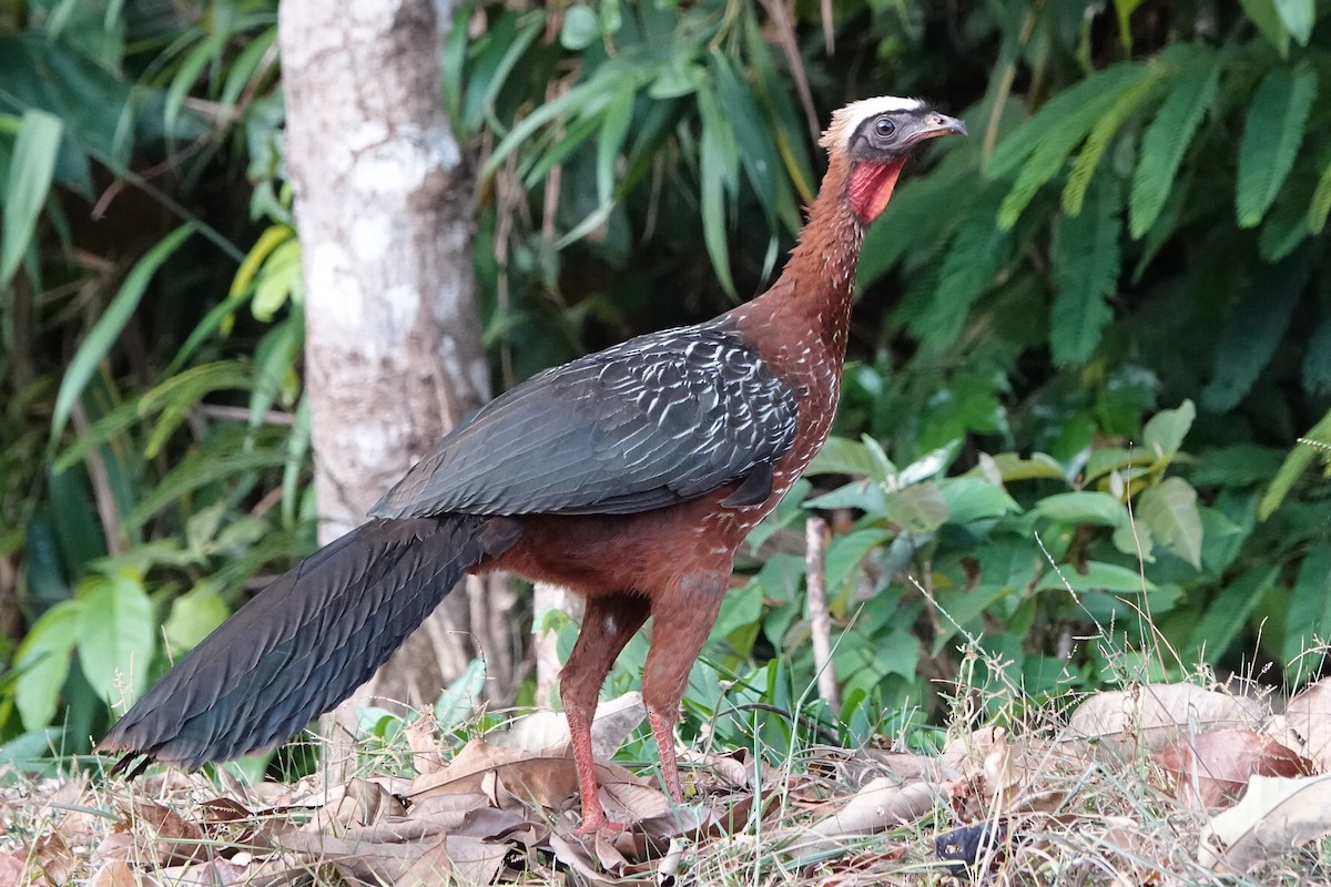 White-crested Guan - ML479829581