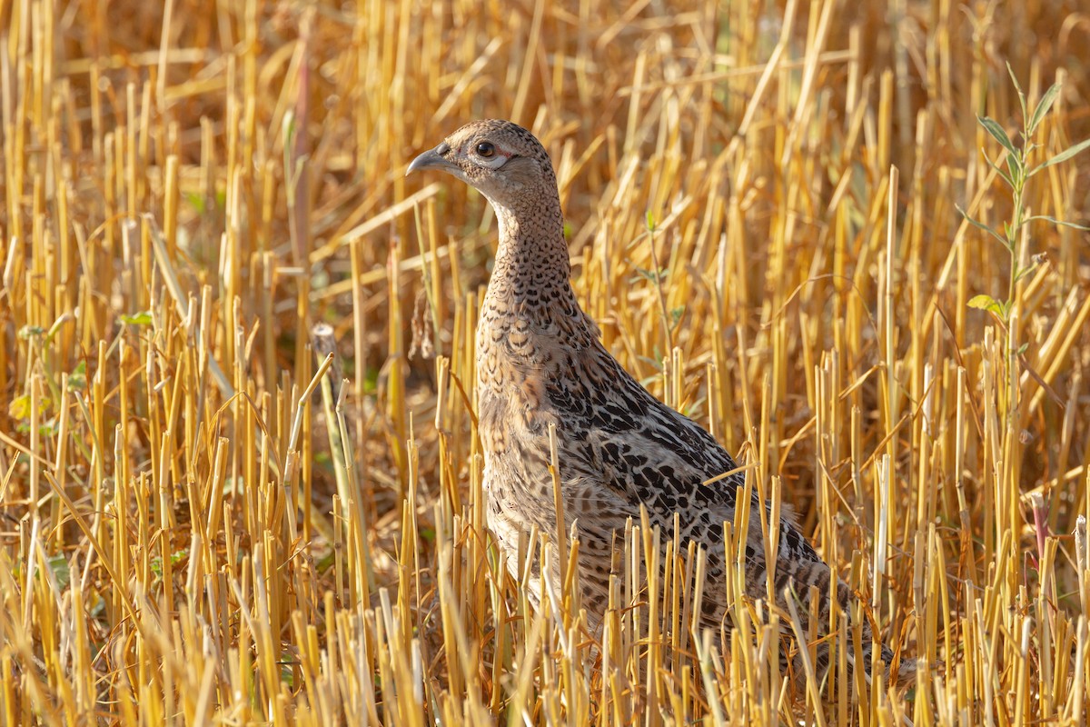 Ring-necked Pheasant - ML479830011