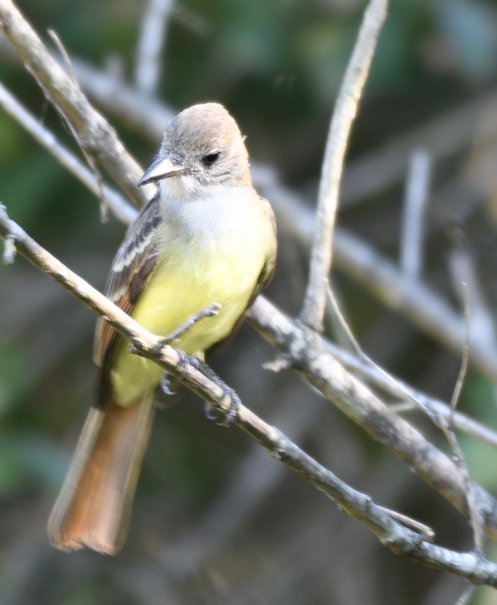 Great Crested Flycatcher - ML479830141