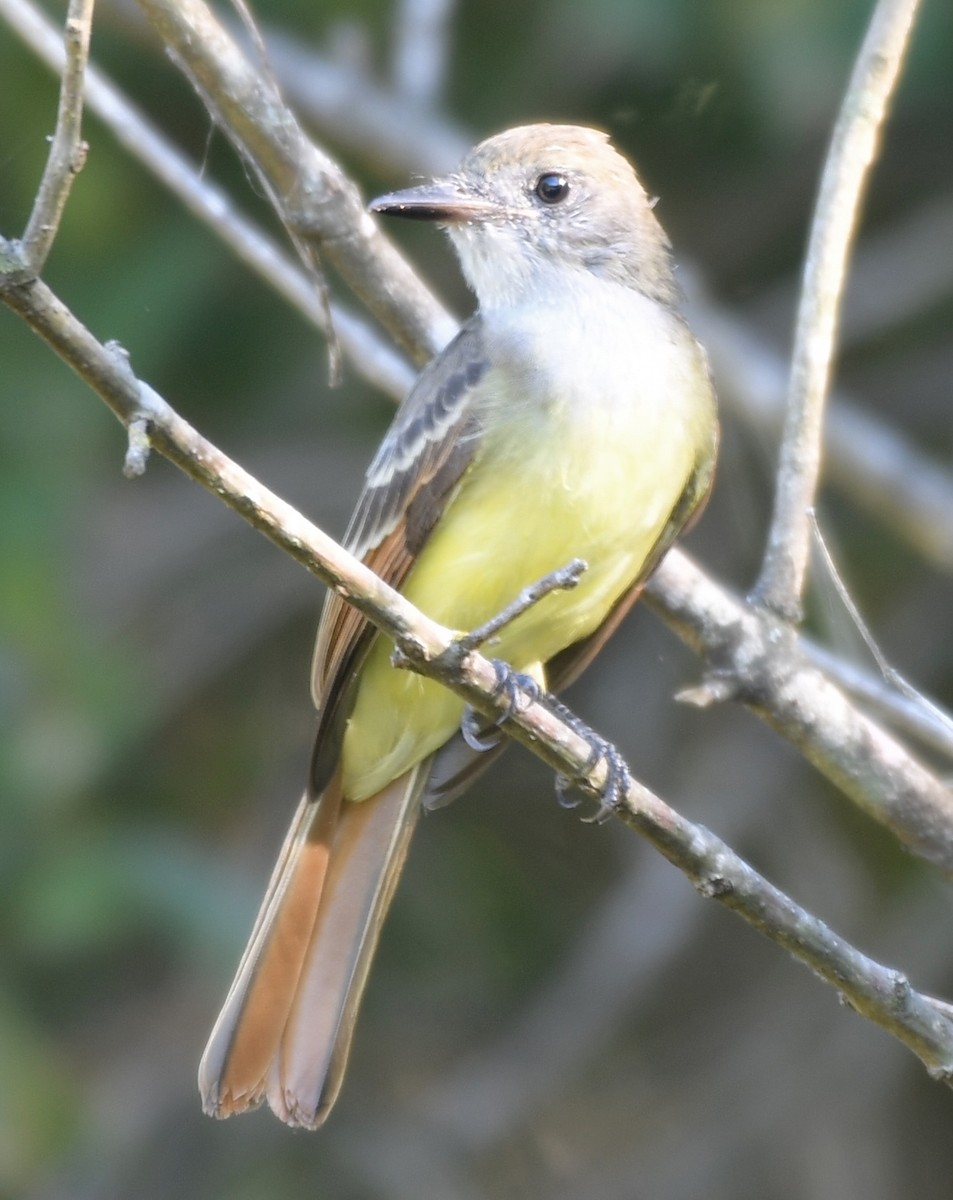 Great Crested Flycatcher - ML479830151