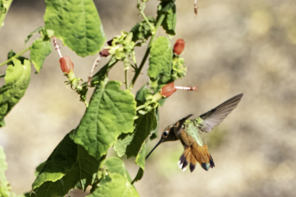 Allen's Hummingbird - ML479830831