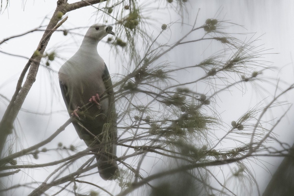 Spice Imperial-Pigeon - ML479833031