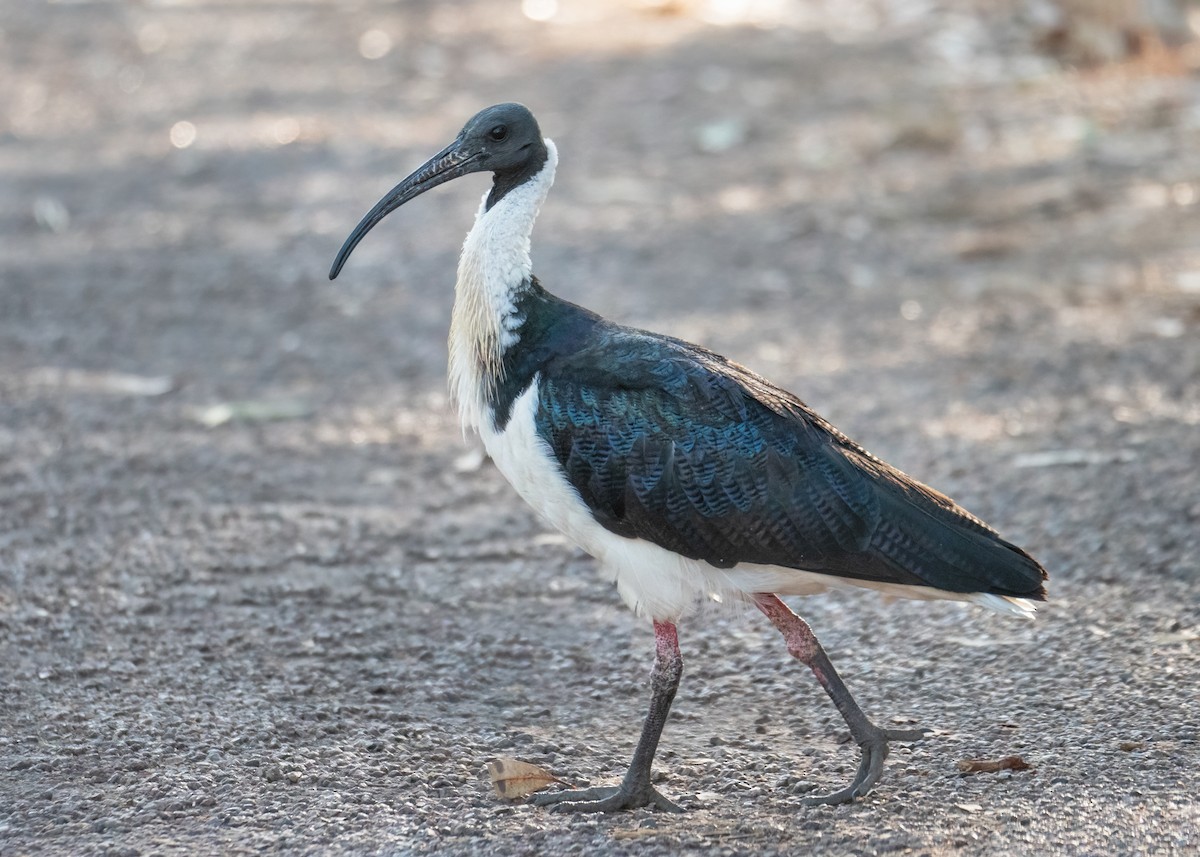ibis slámokrký - ML479835951