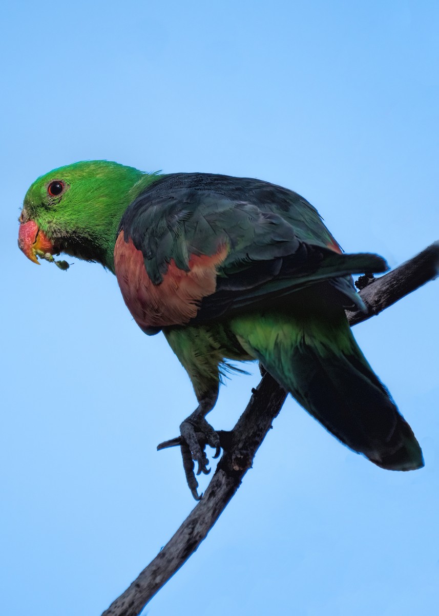 Red-winged Parrot - ML479836691