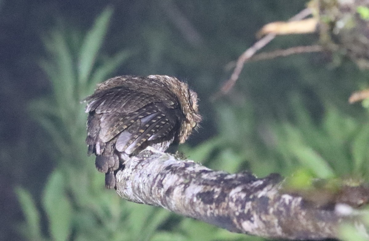 Bare-shanked Screech-Owl - ML479841401