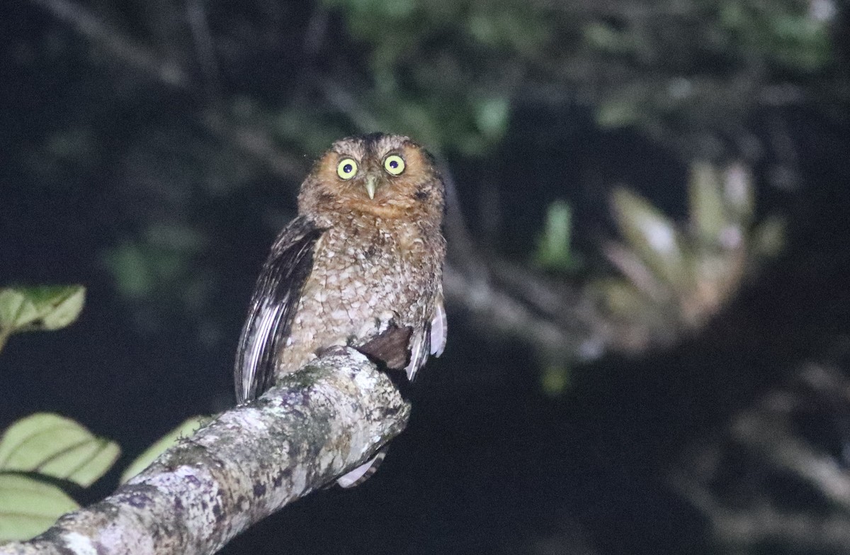 Bare-shanked Screech-Owl - ML479841411