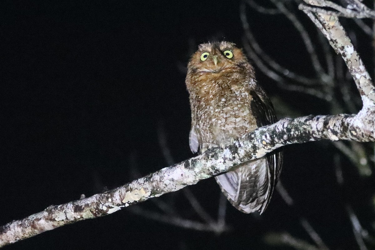 Bare-shanked Screech-Owl - ML479841421
