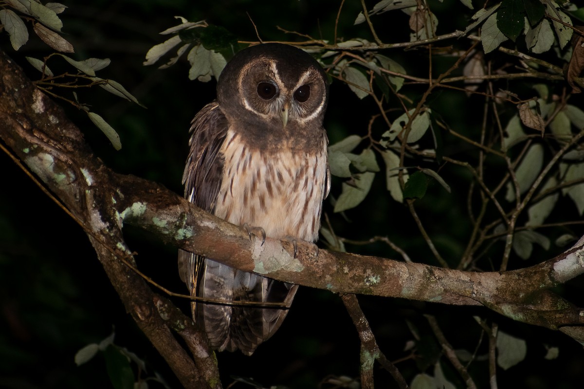 Mottled Owl - ML479843251