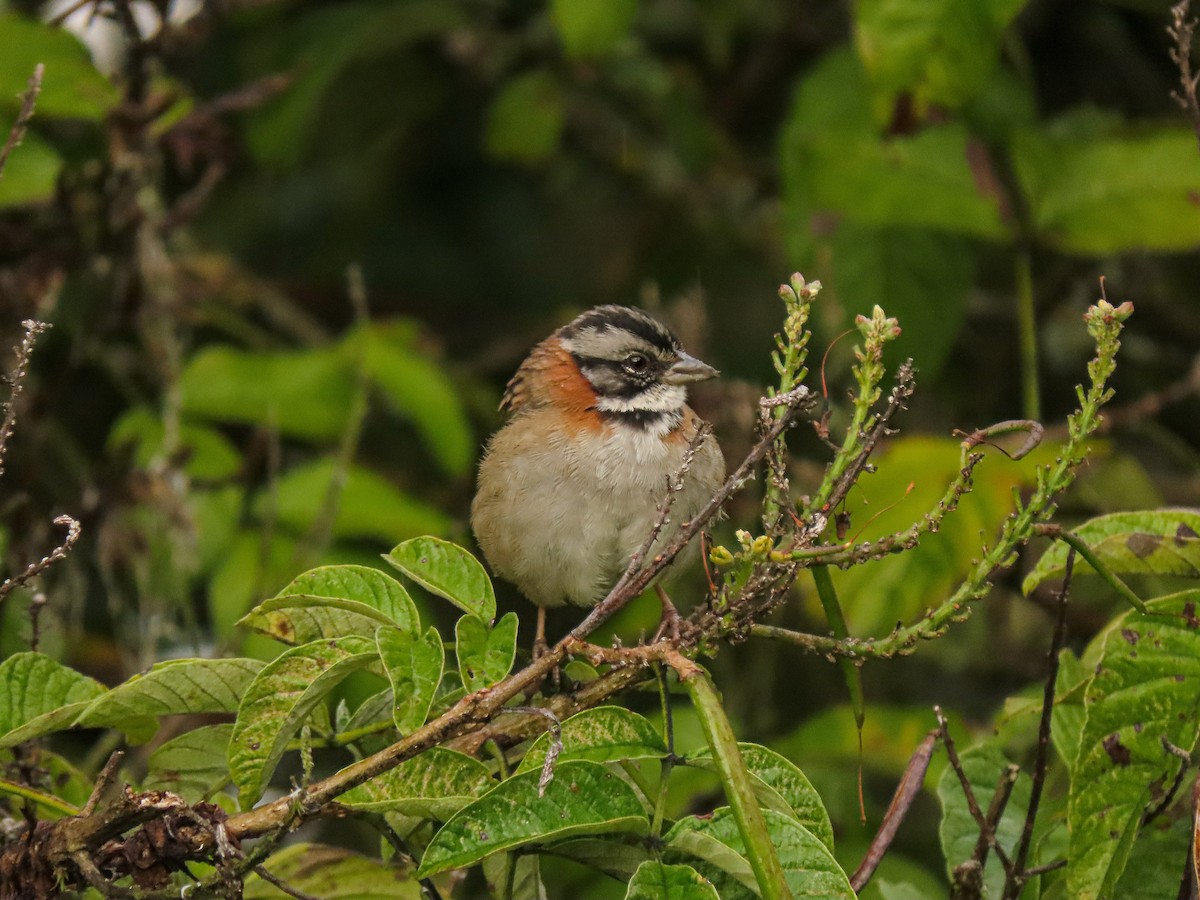 Rufous-collared Sparrow - Trevor Leitz