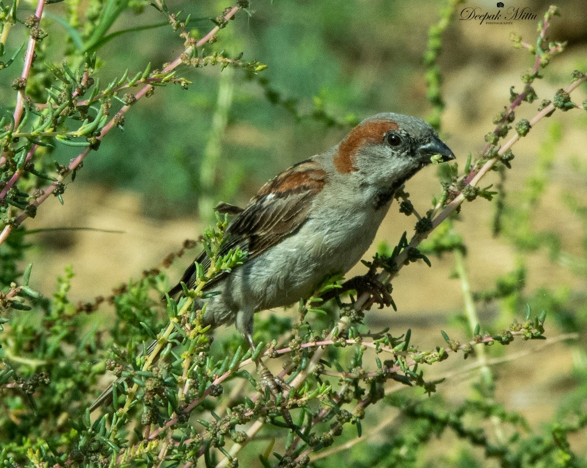 Sind Sparrow - Deepak Mittu