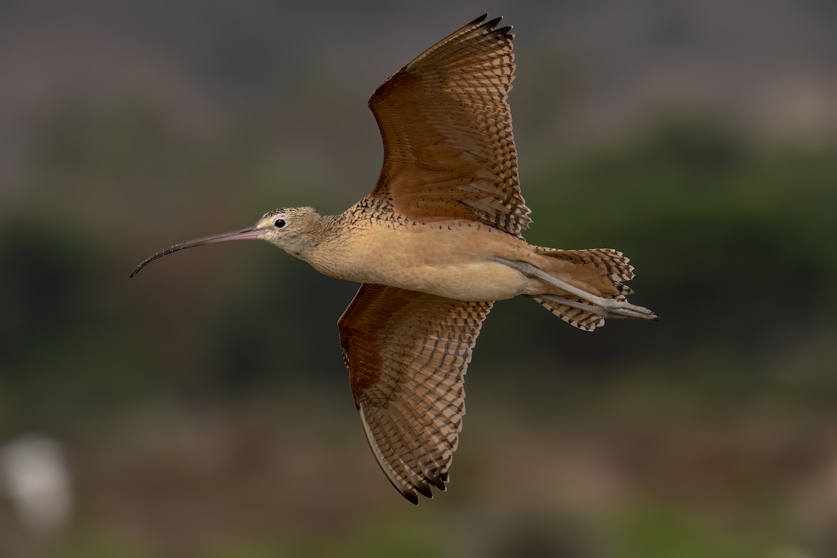 Long-billed Curlew - ML479846991