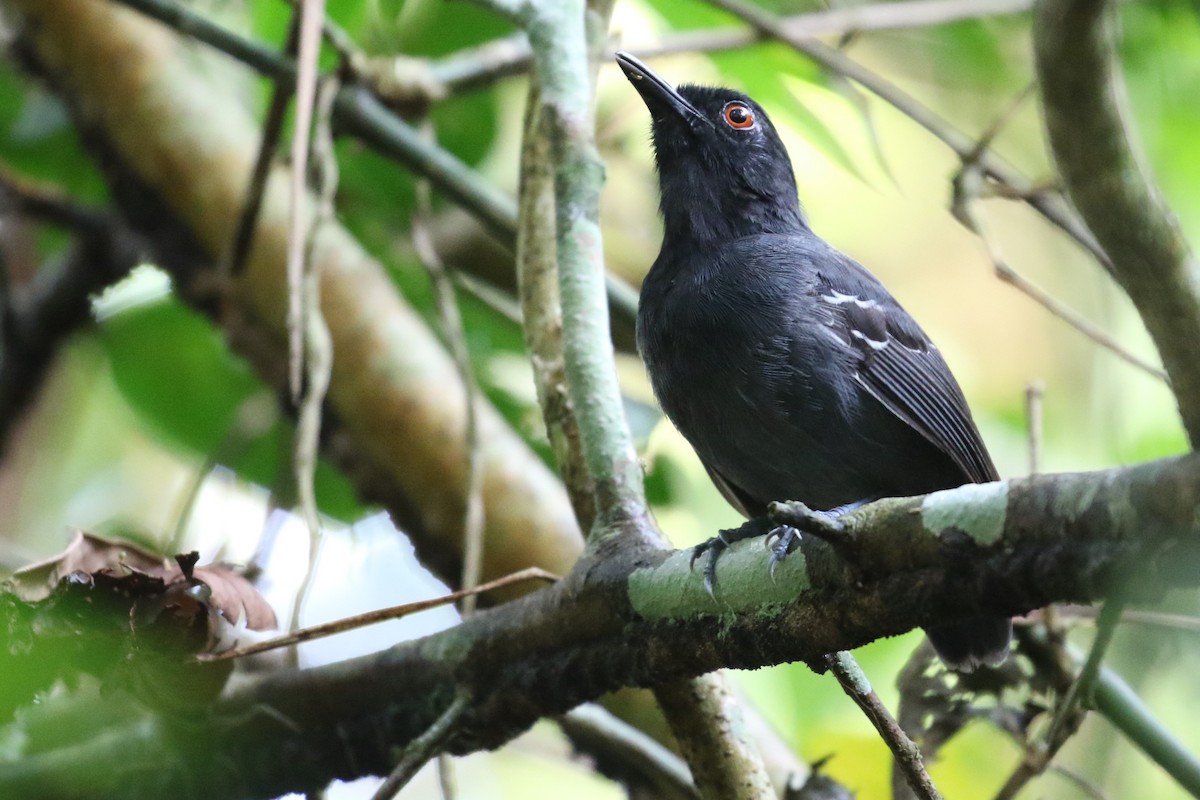 Black-tailed Antbird - ML479847071