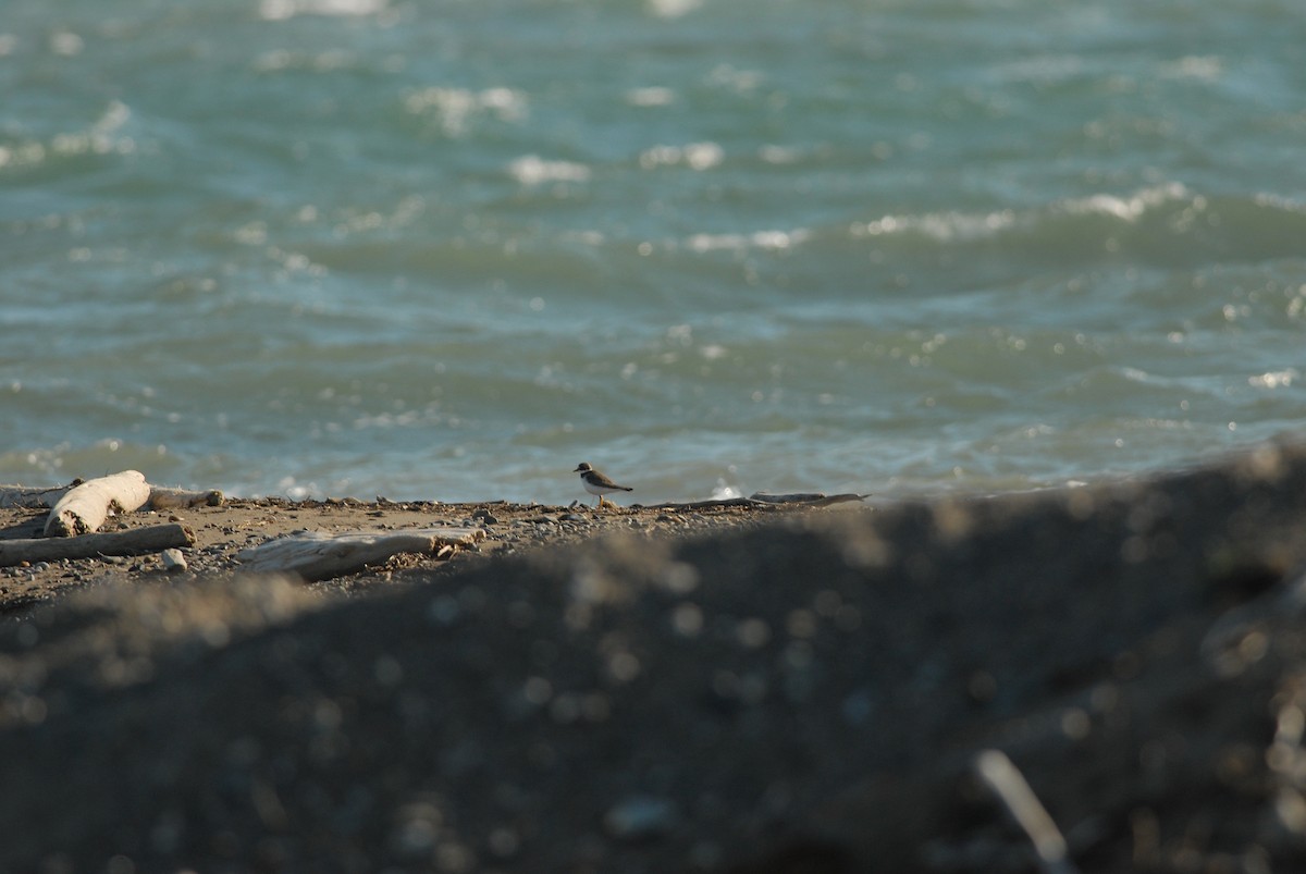 Common Ringed Plover - ML47984721