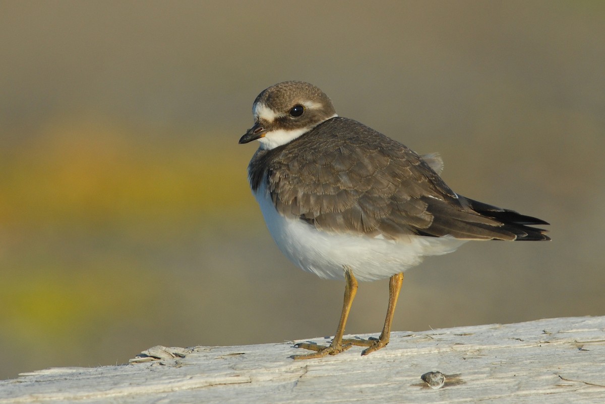 Common Ringed Plover - ML47984791