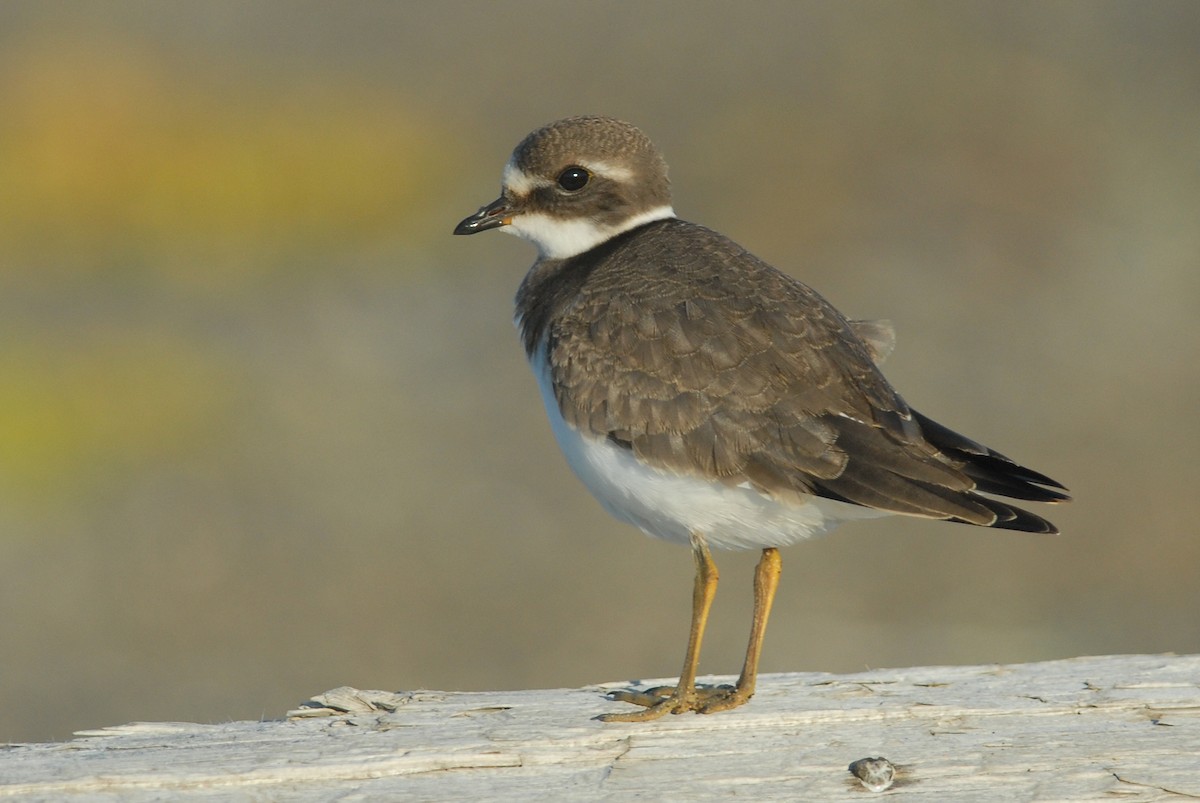 Common Ringed Plover - ML47984831