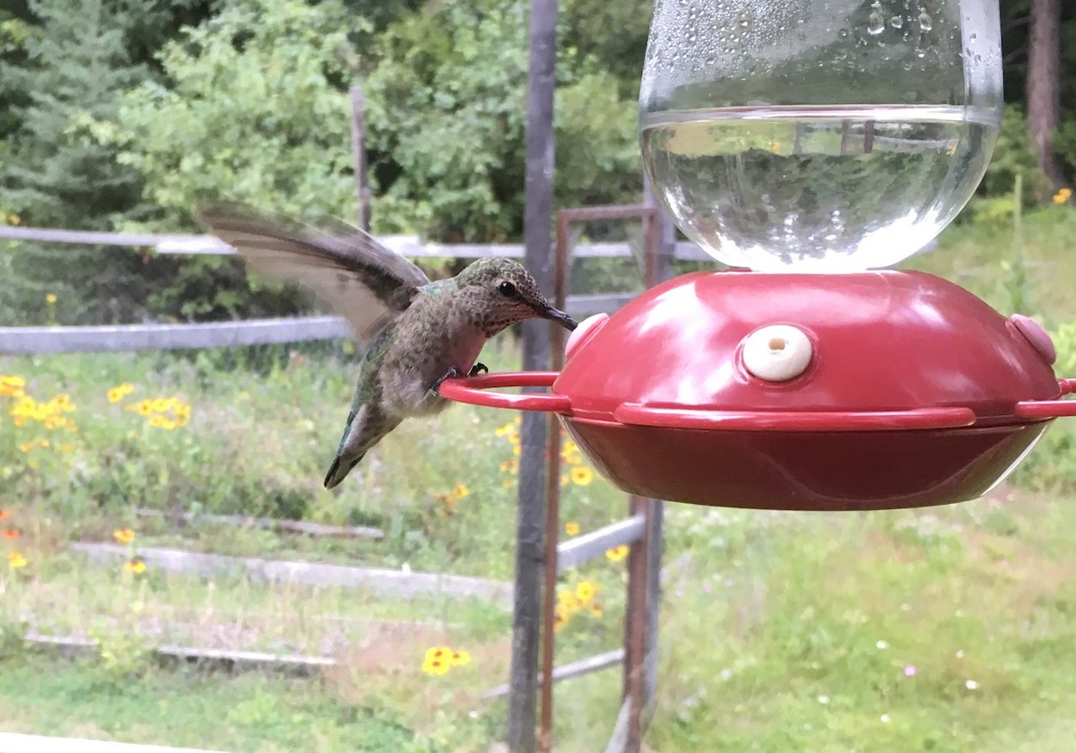 Anna's Hummingbird - ML479848441