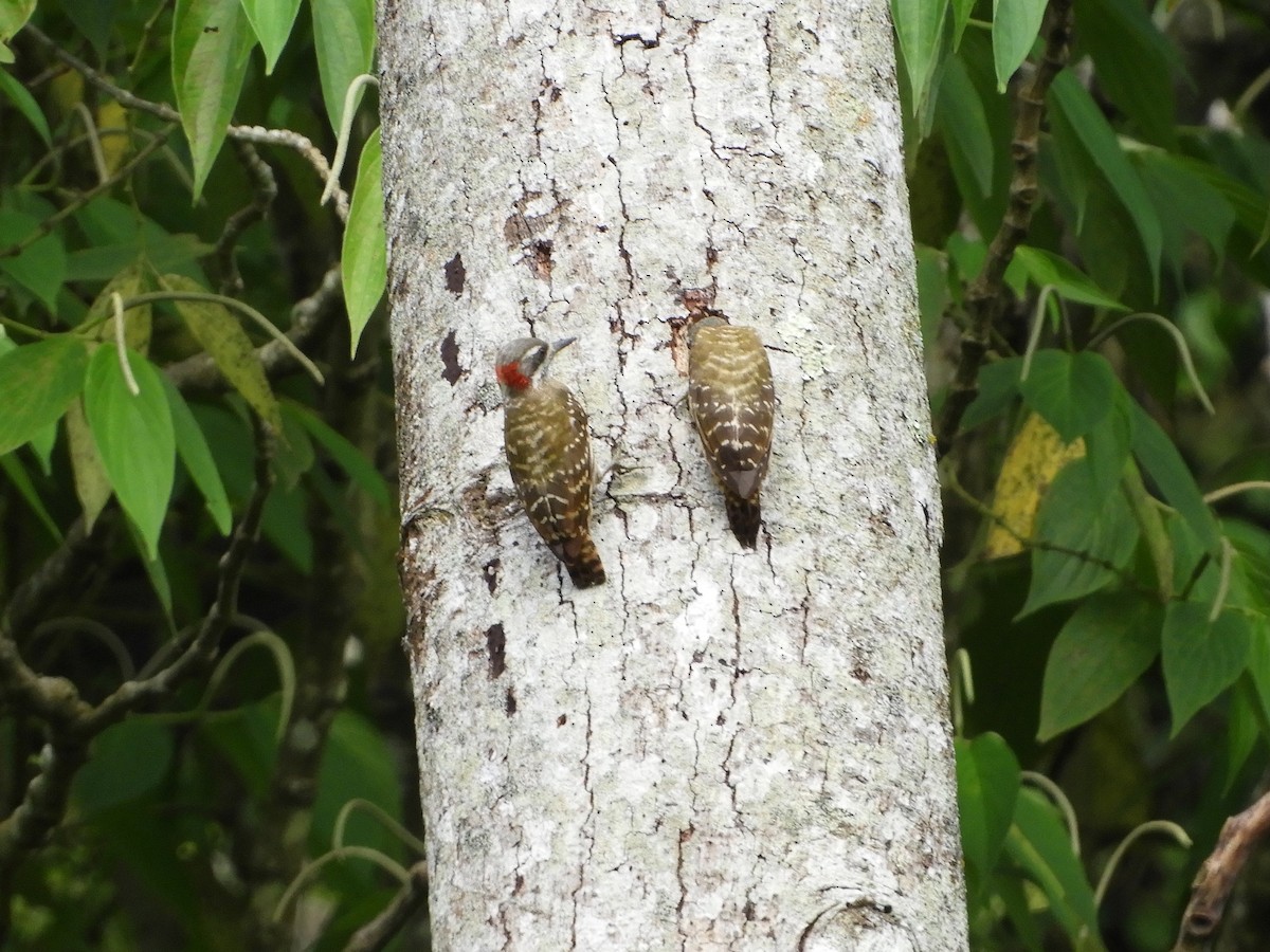 Sulawesi Pygmy Woodpecker - ML479849461
