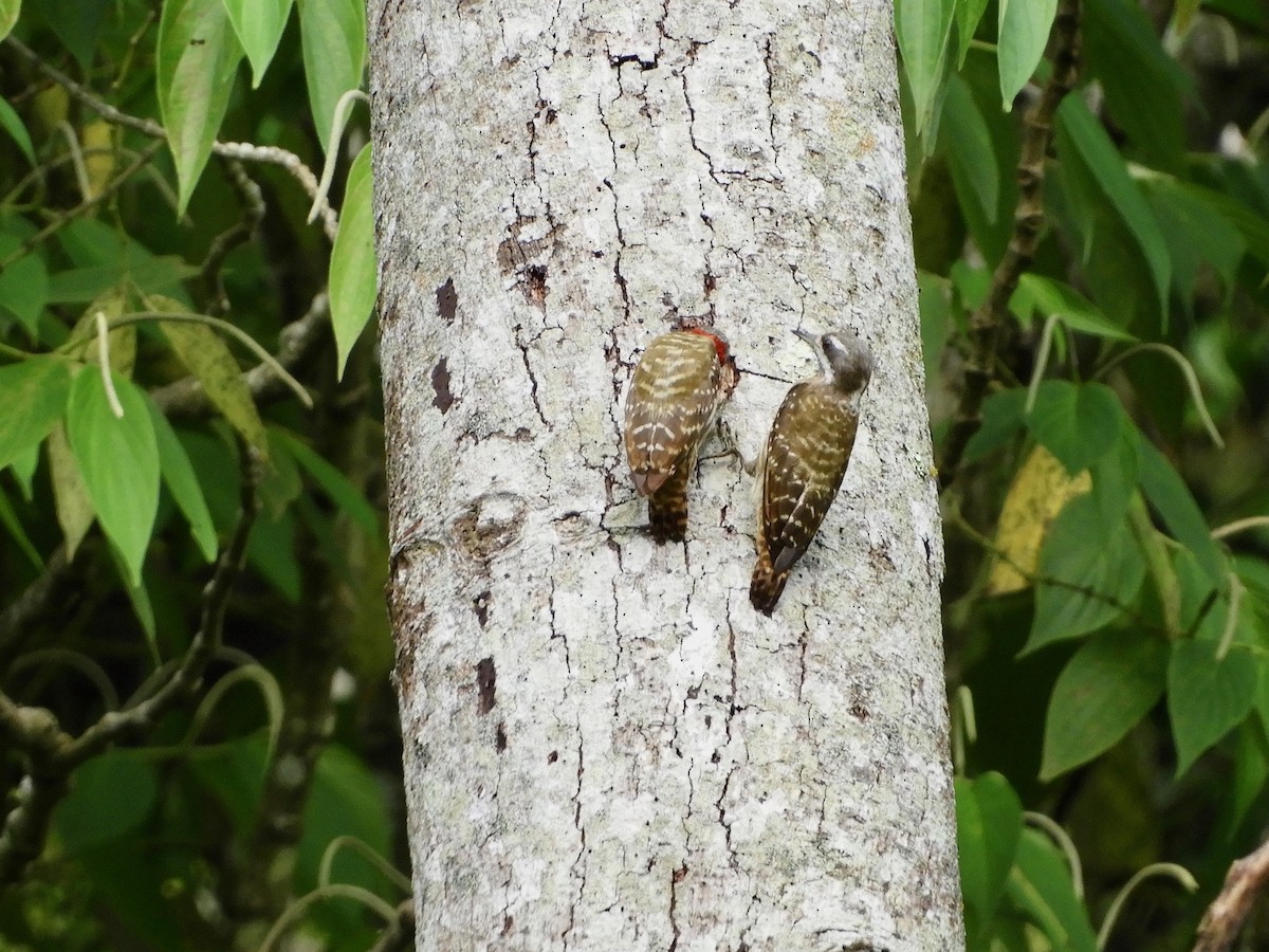 Sulawesi Pygmy Woodpecker - ML479849471